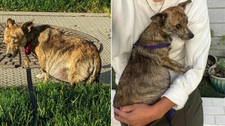 sweet pregnant dog