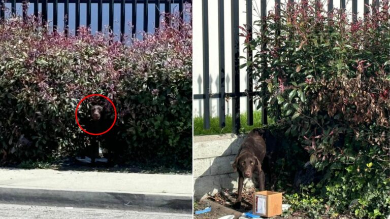 dog with injured dog