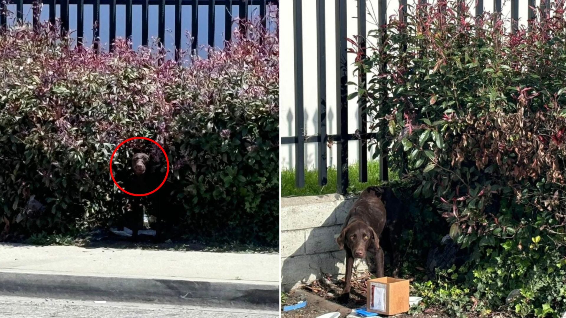 dog with injured dog