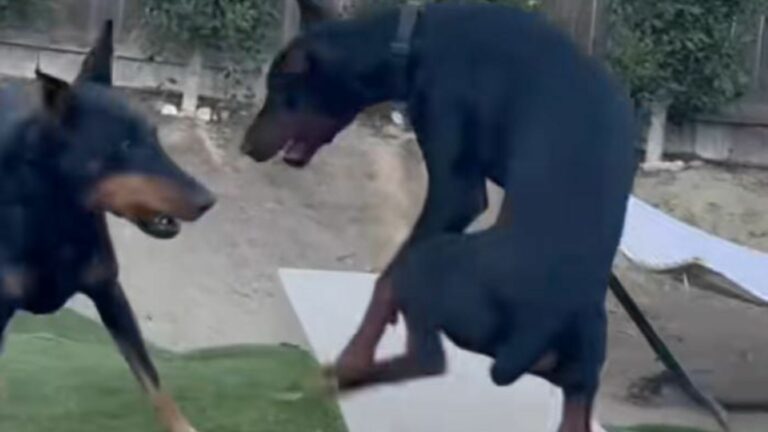 two sweet dogs