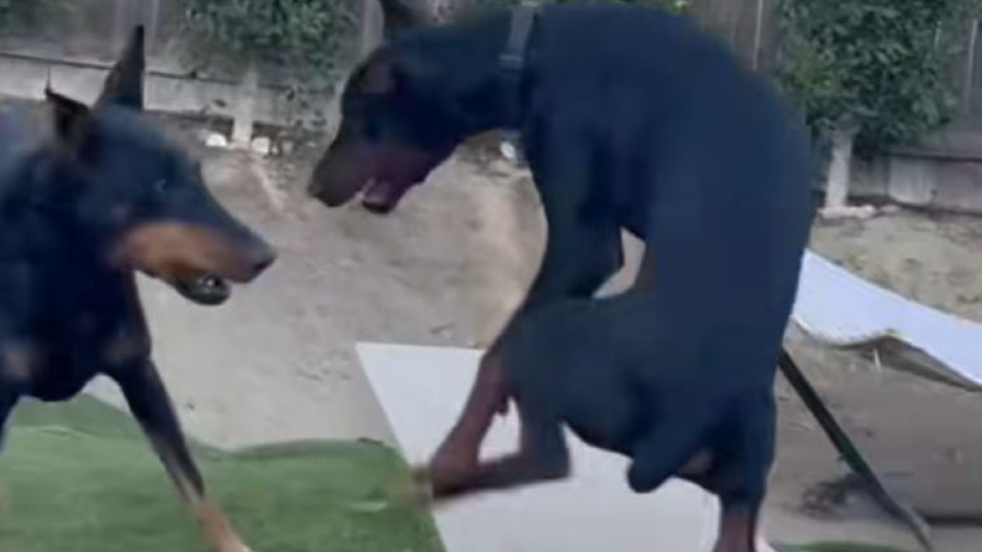 two sweet dogs