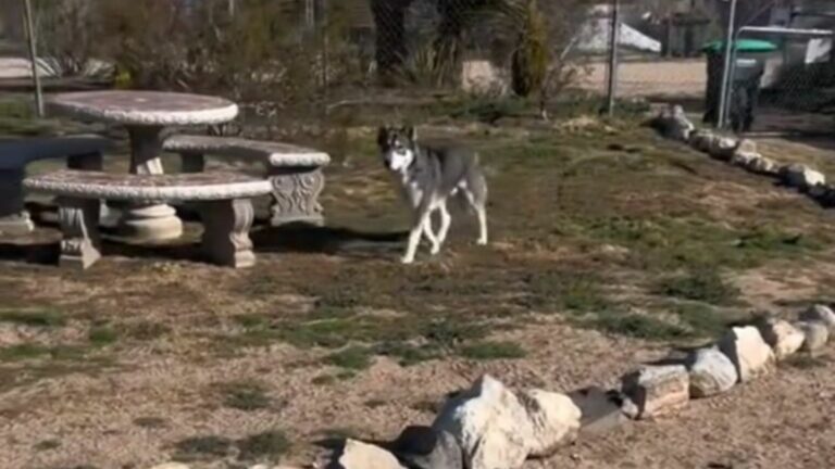 animal in yard