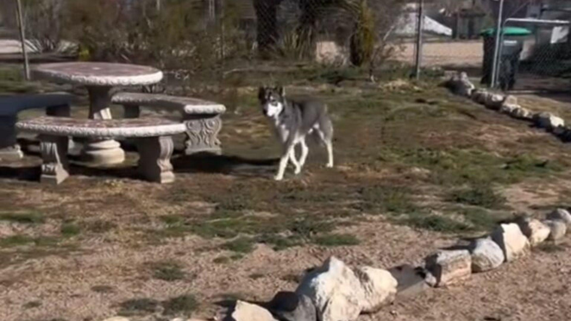 animal in yard