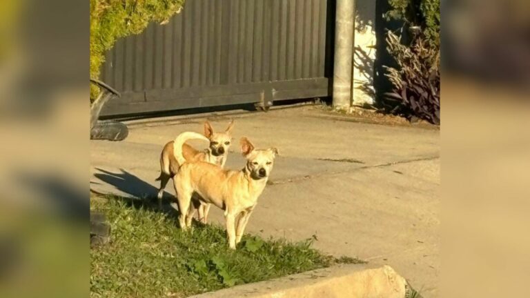 two dogs in house yard