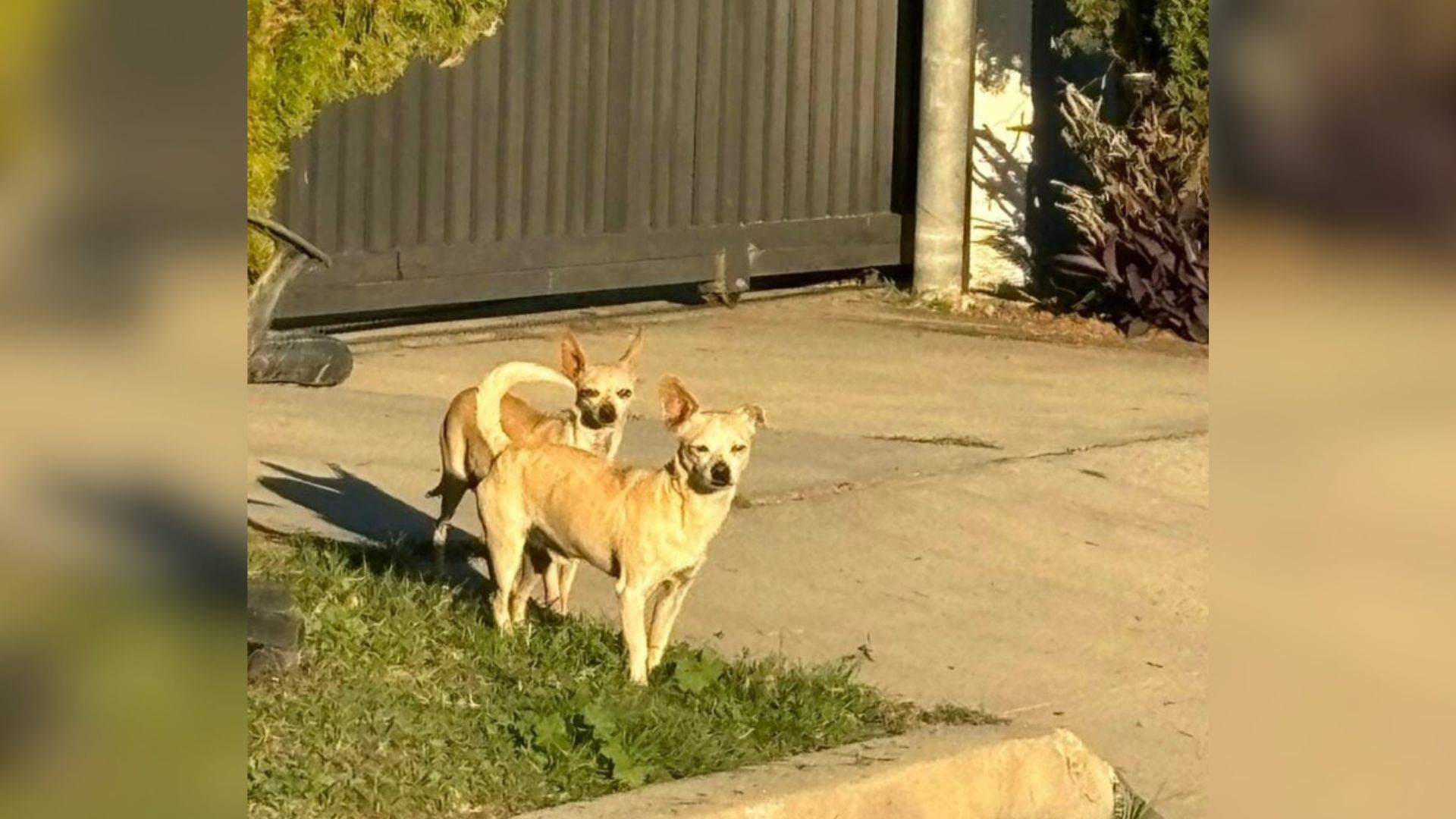 two dogs in house yard