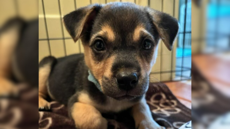 cute puppy