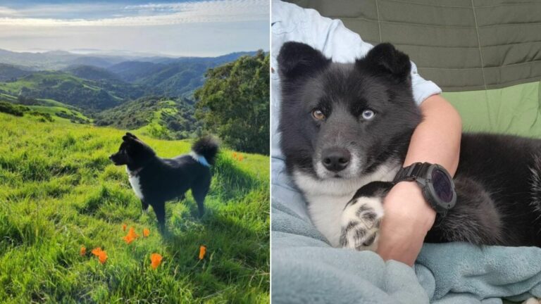 sweet Border Collie