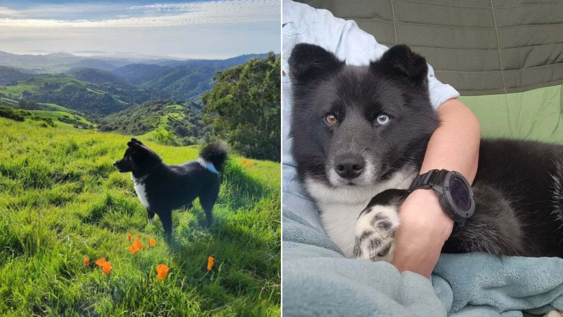 sweet Border Collie