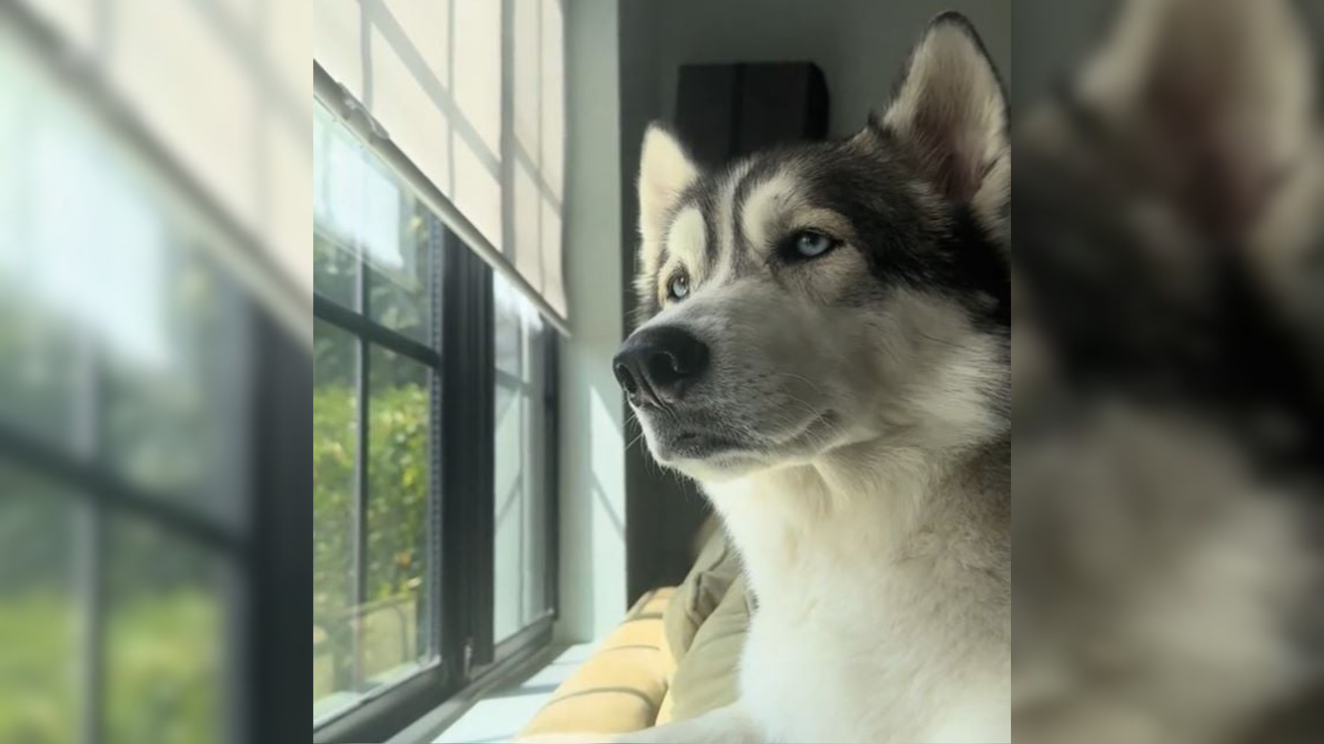 husky looking out of window