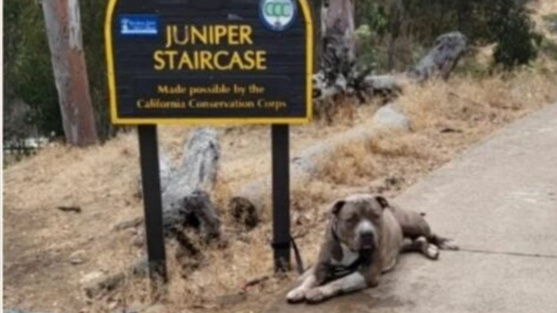 dog tied to sign