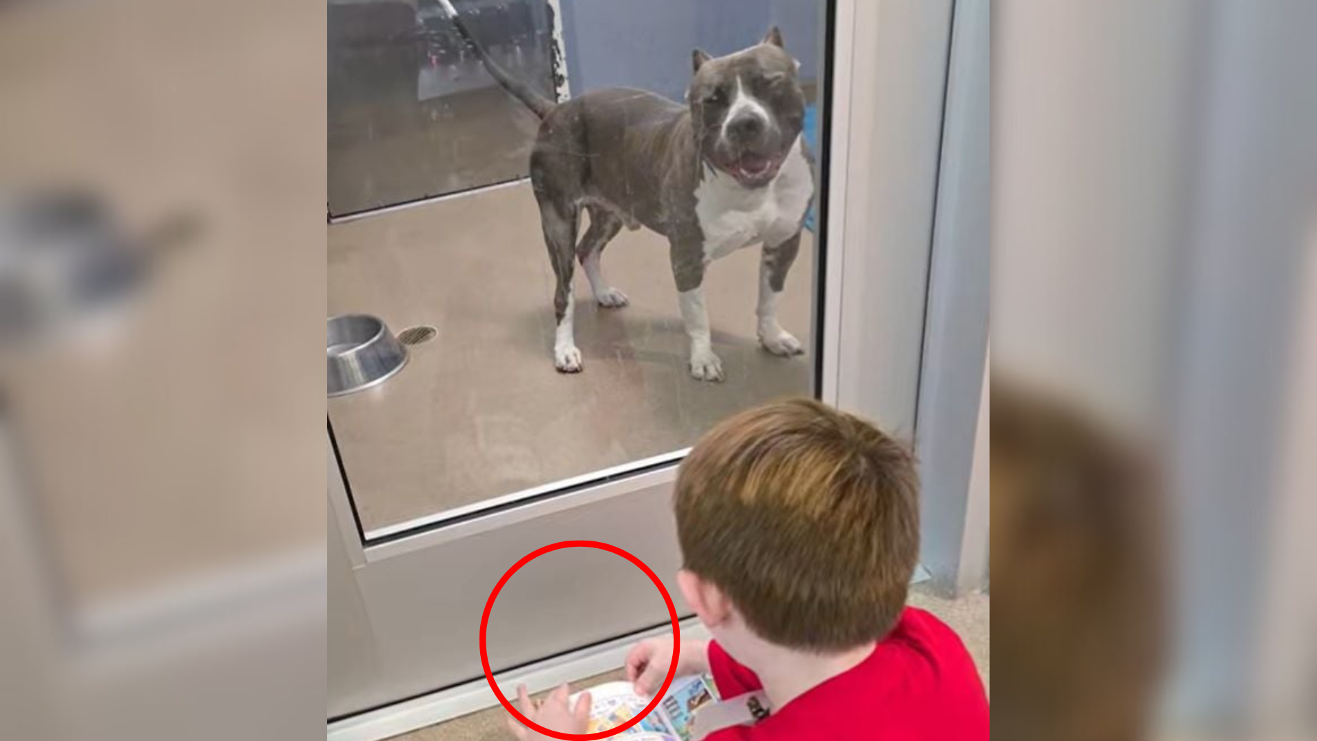 boy reading to shelter dog