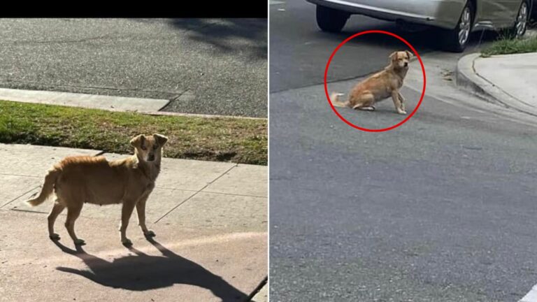 pregnant dog on street