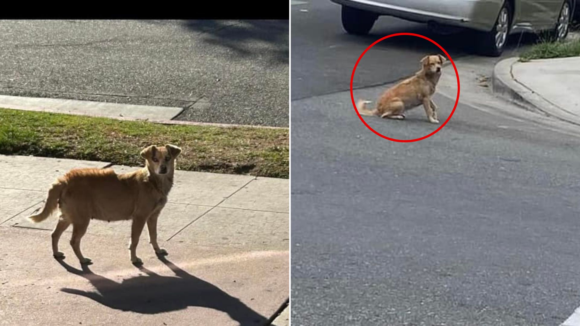 pregnant dog on street