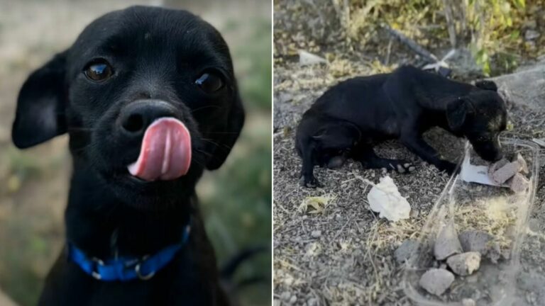 injured black dog