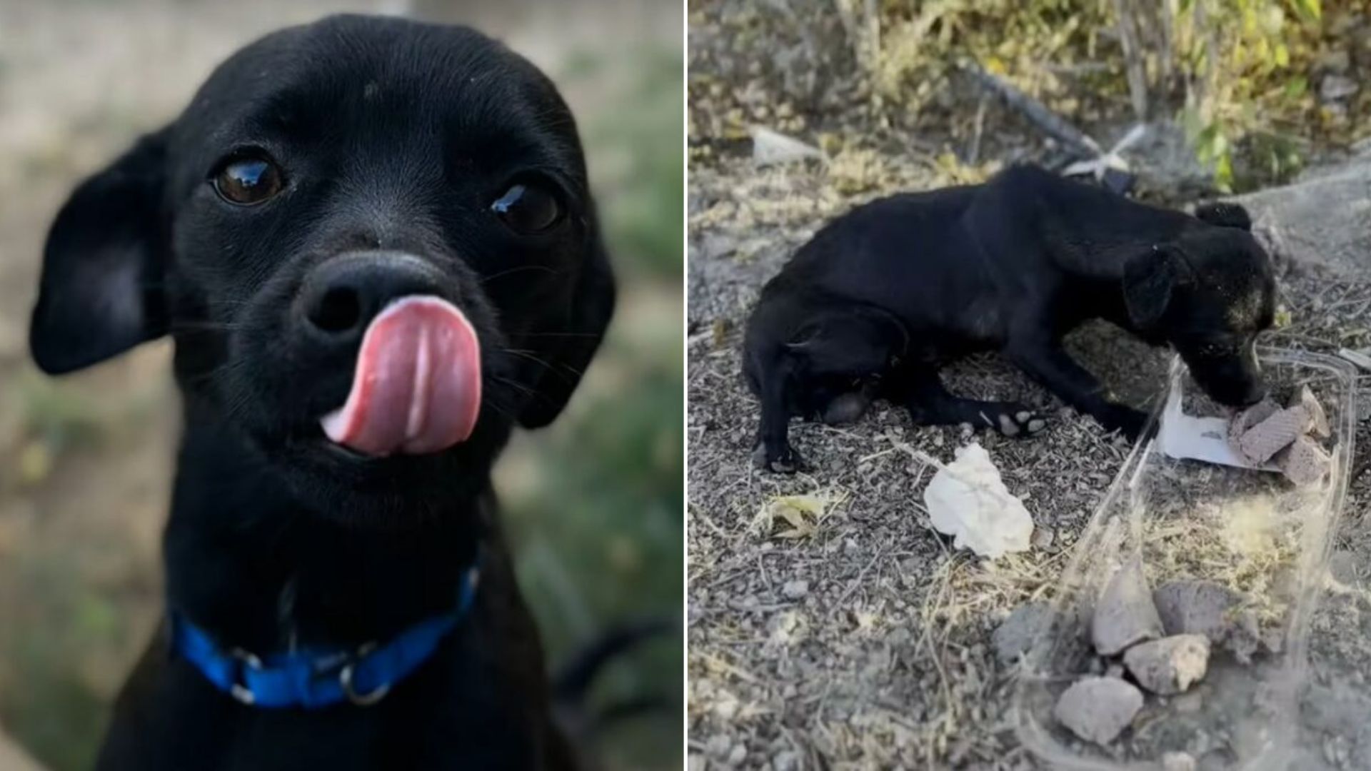 injured black dog