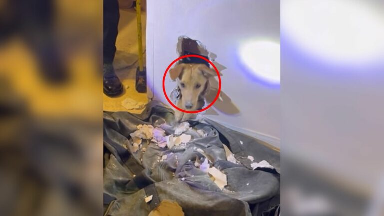 dog stuck in wall