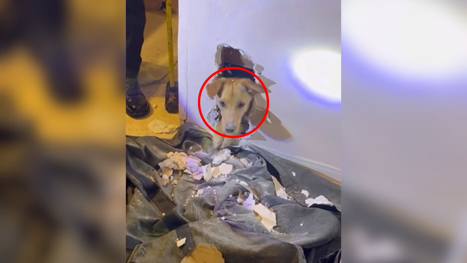 dog stuck in wall
