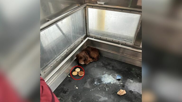 pup in elevator