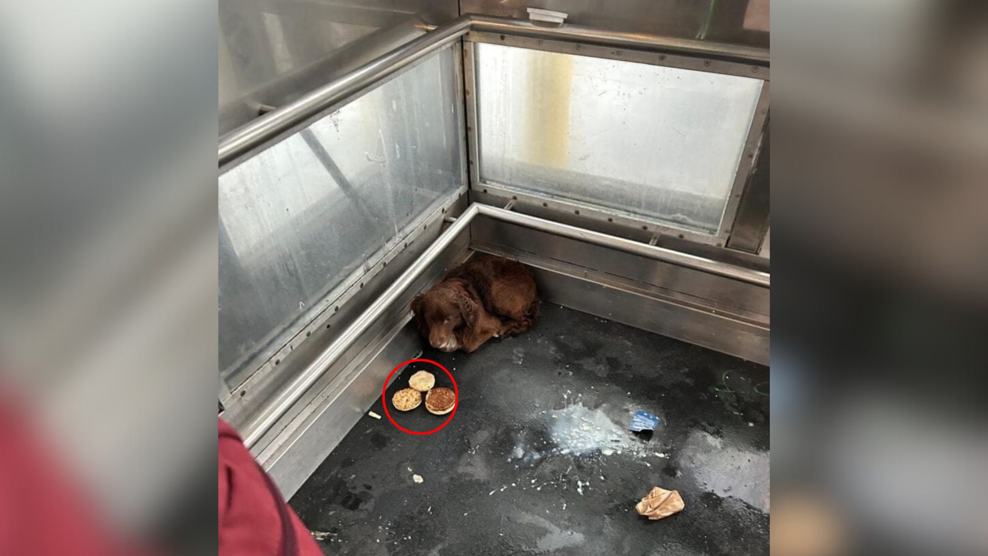 pup in elevator