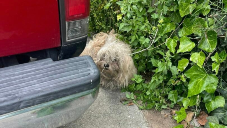 matted dog hiding