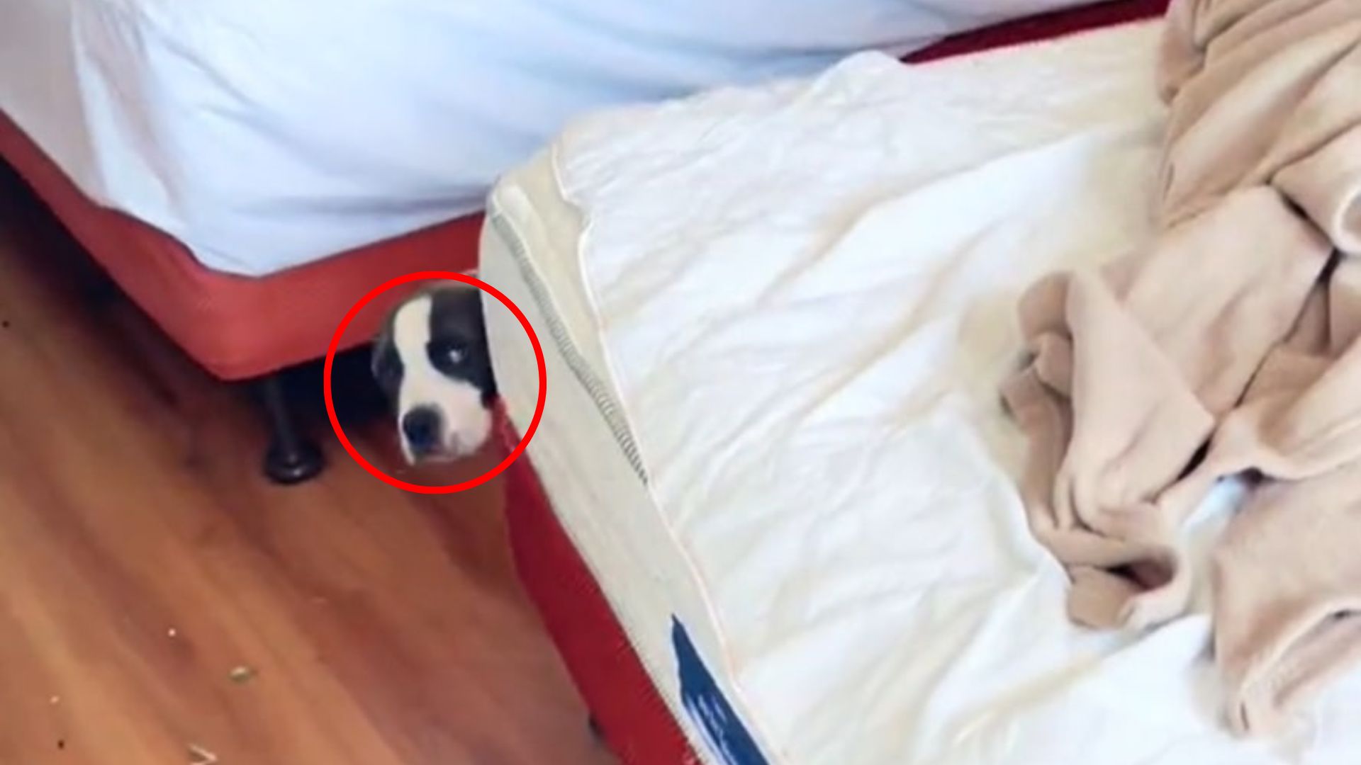 dog in motel room