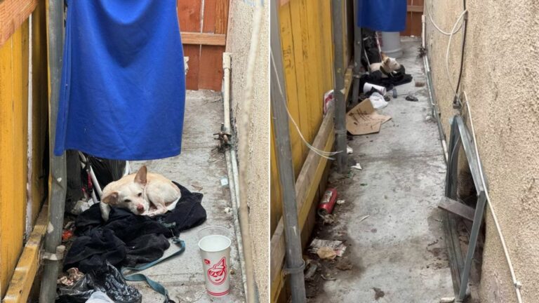 tiny abandoned dog