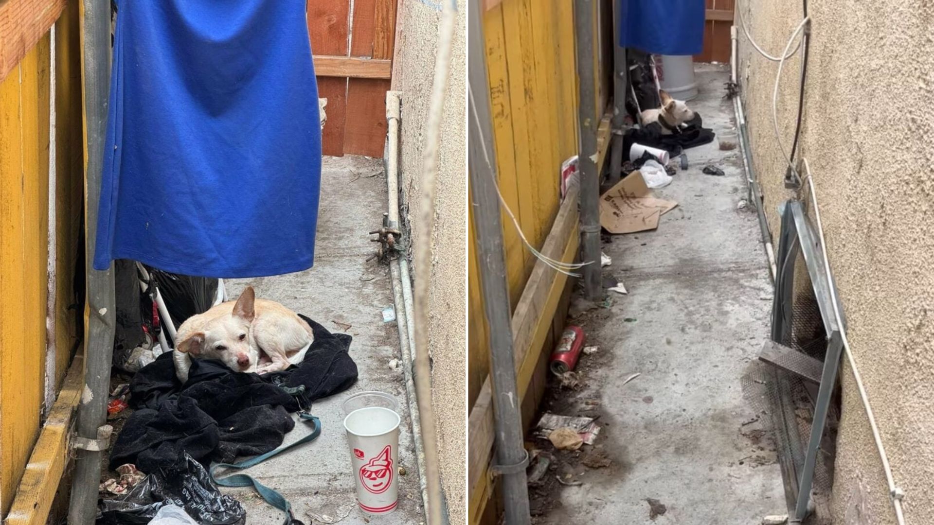 tiny abandoned dog