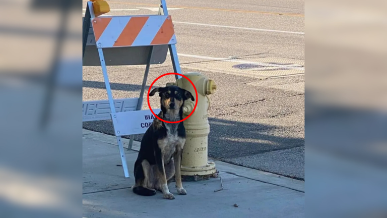 stray dog near hydrant
