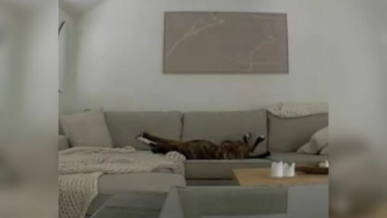 funny dog