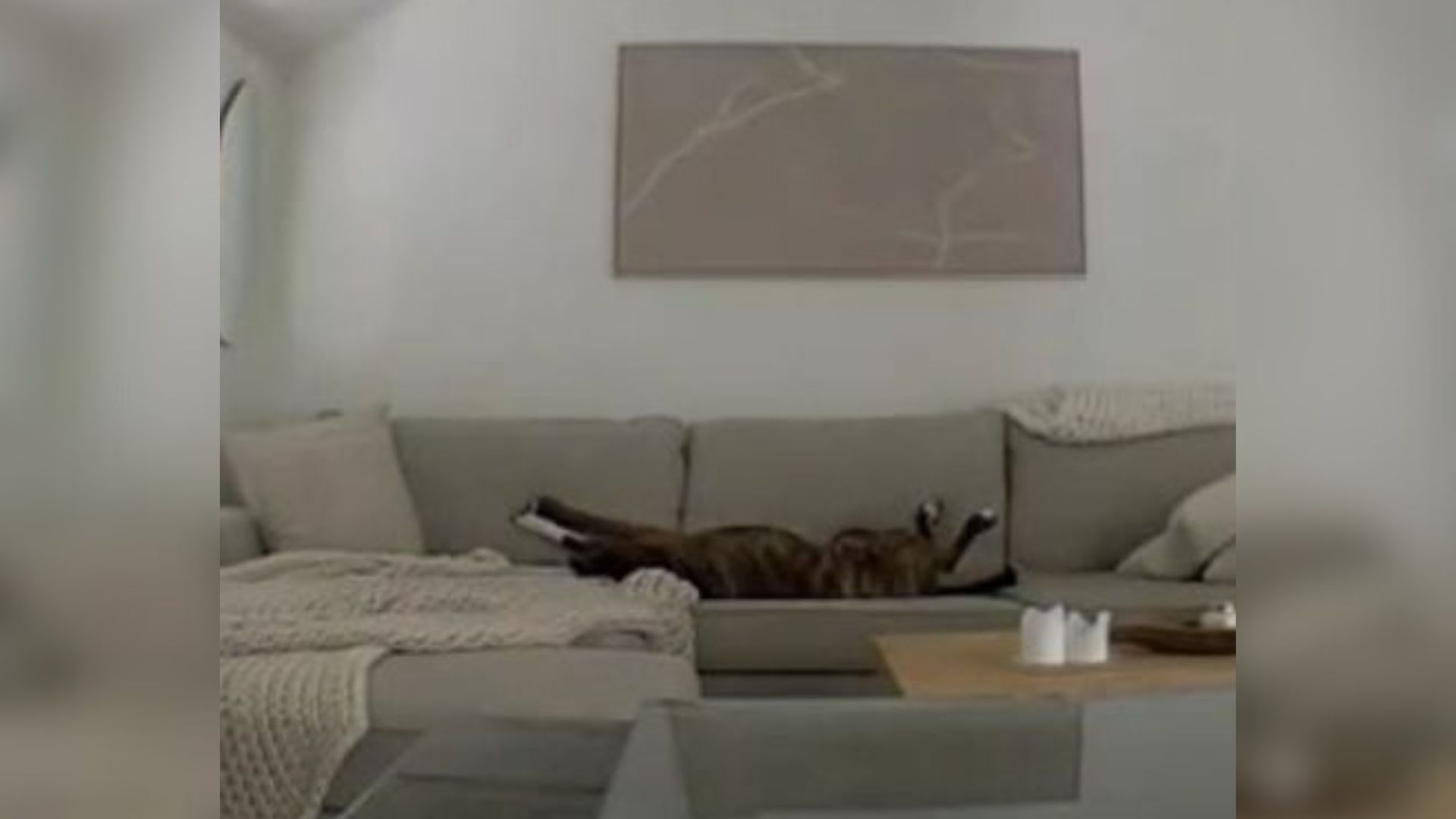 funny dog