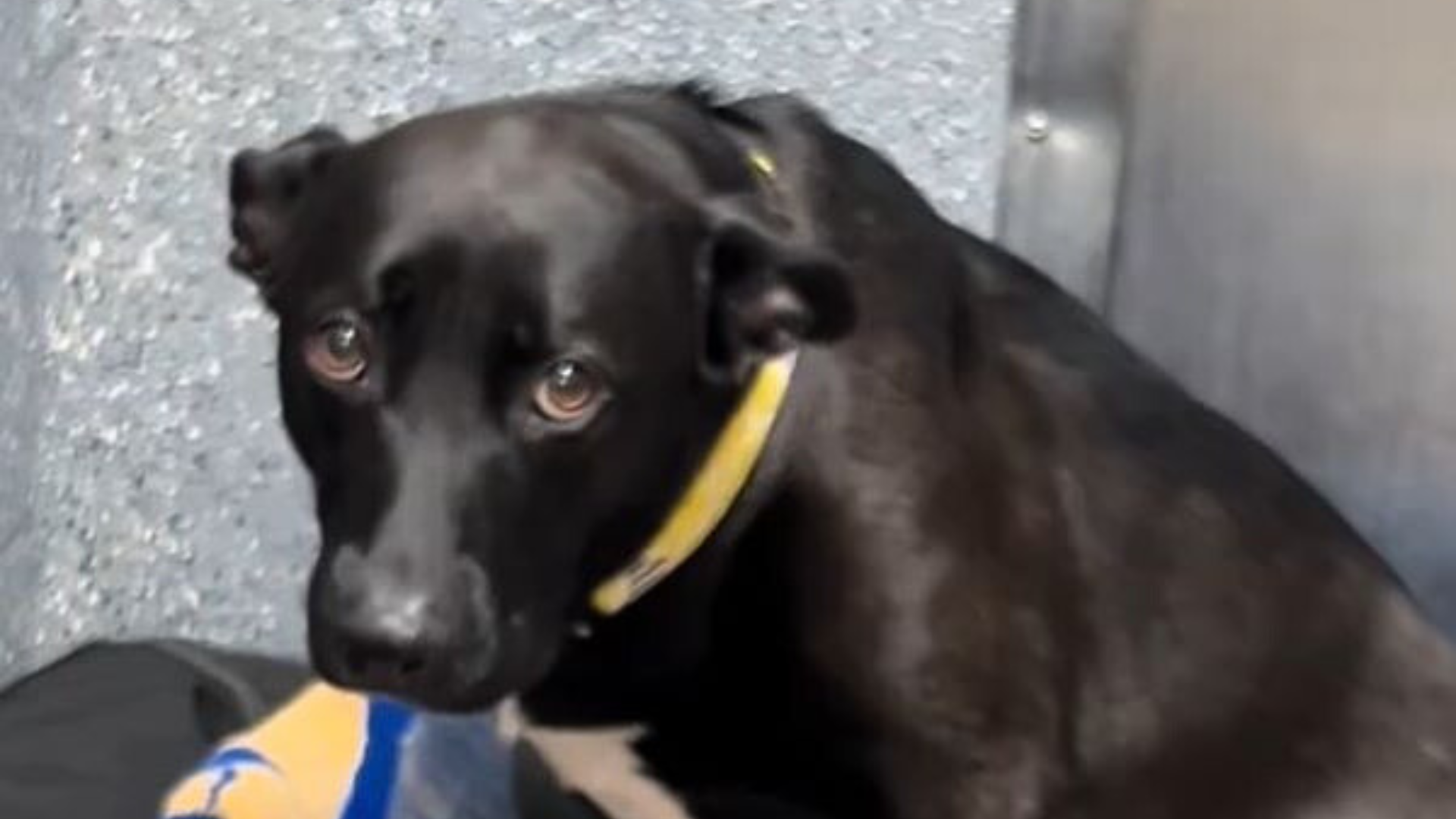 scared dog