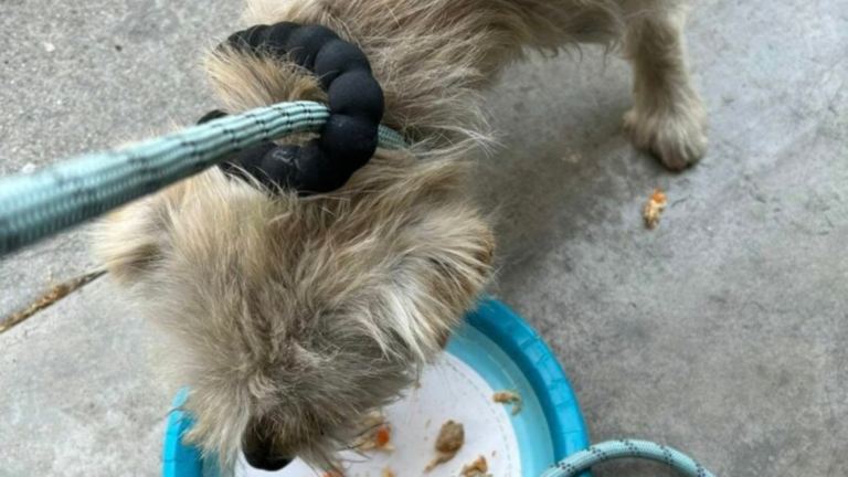 stray dog eating