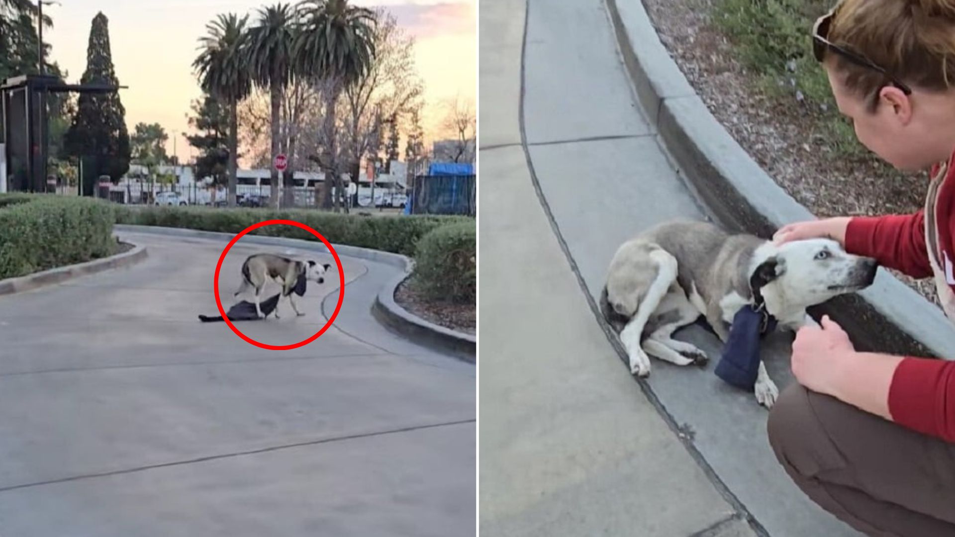 sweet abandoned dog