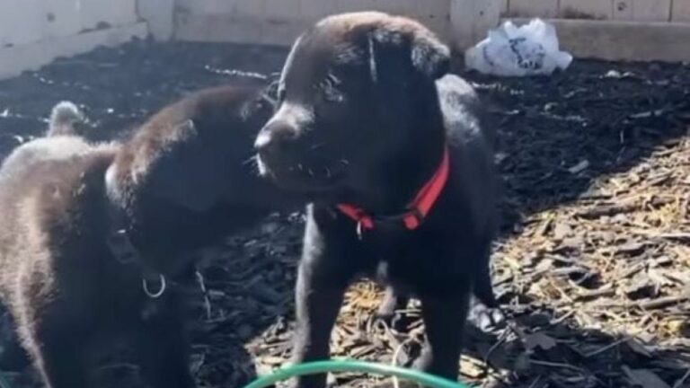 tiny black puppy