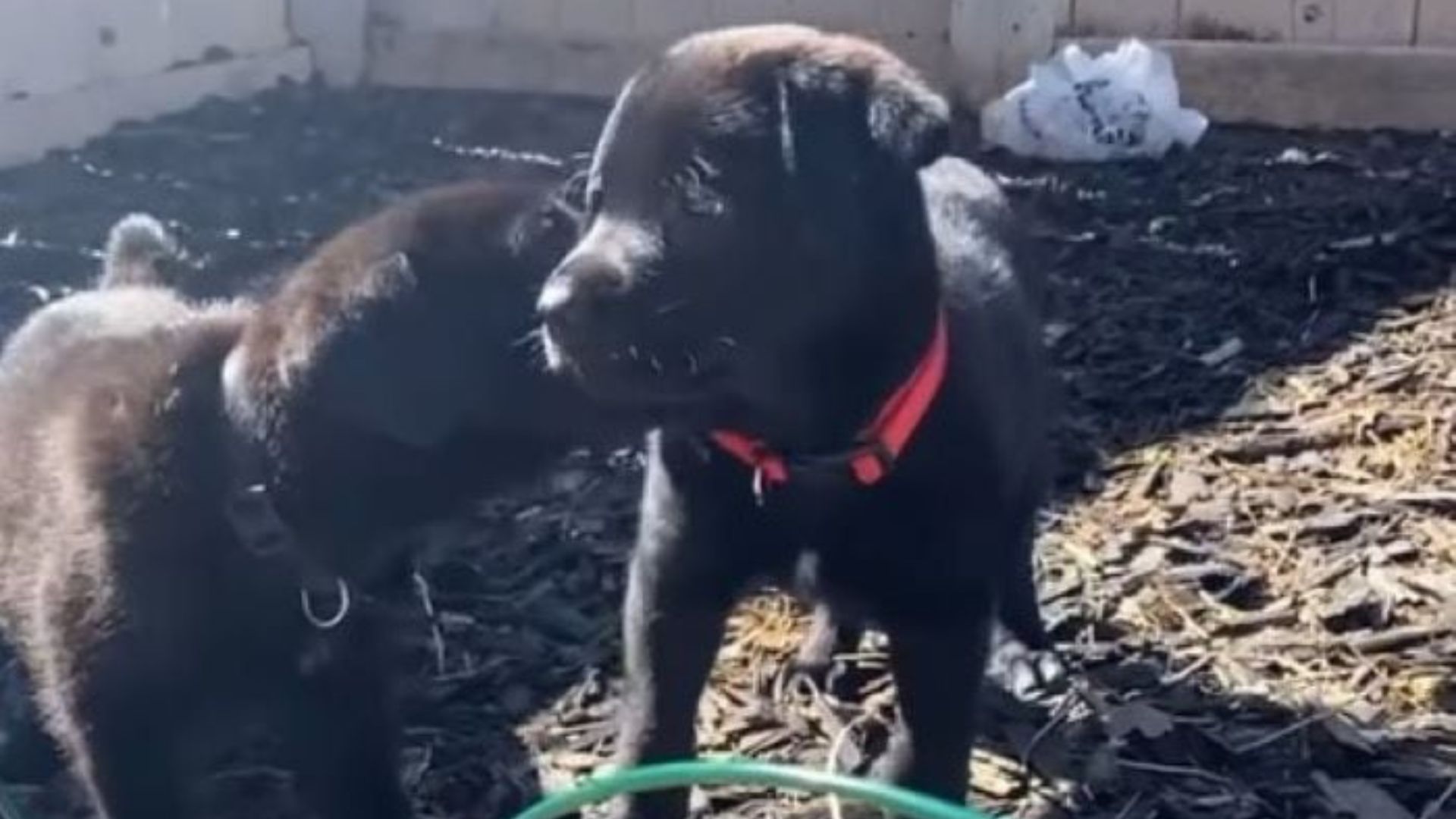 tiny black puppy
