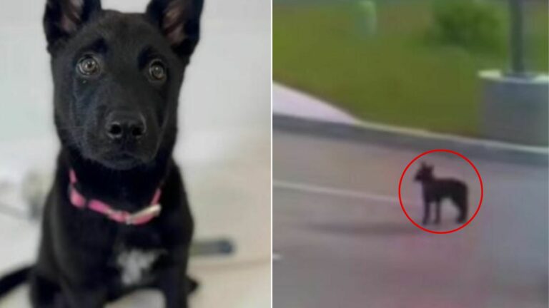 dog on parking