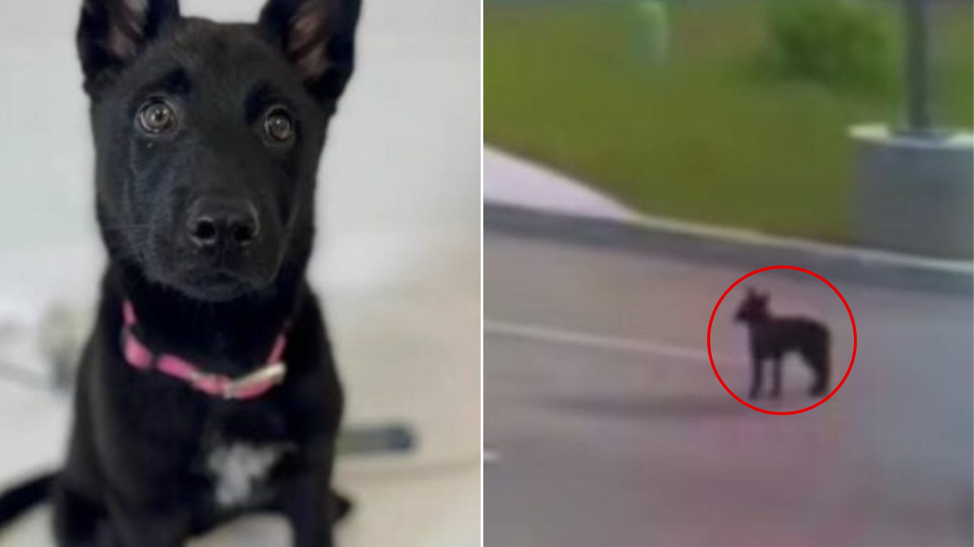 dog on parking