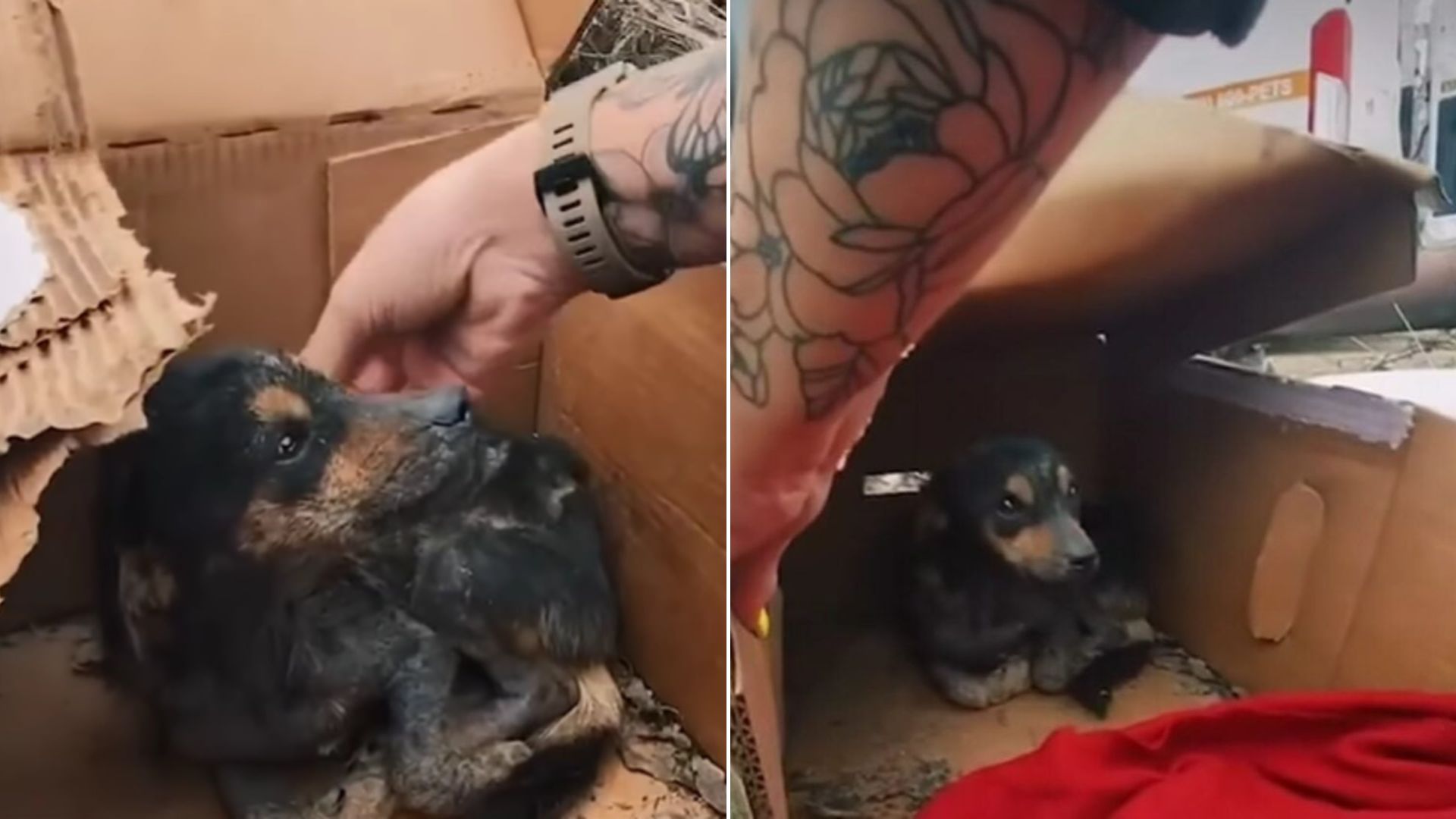 sweet black dog