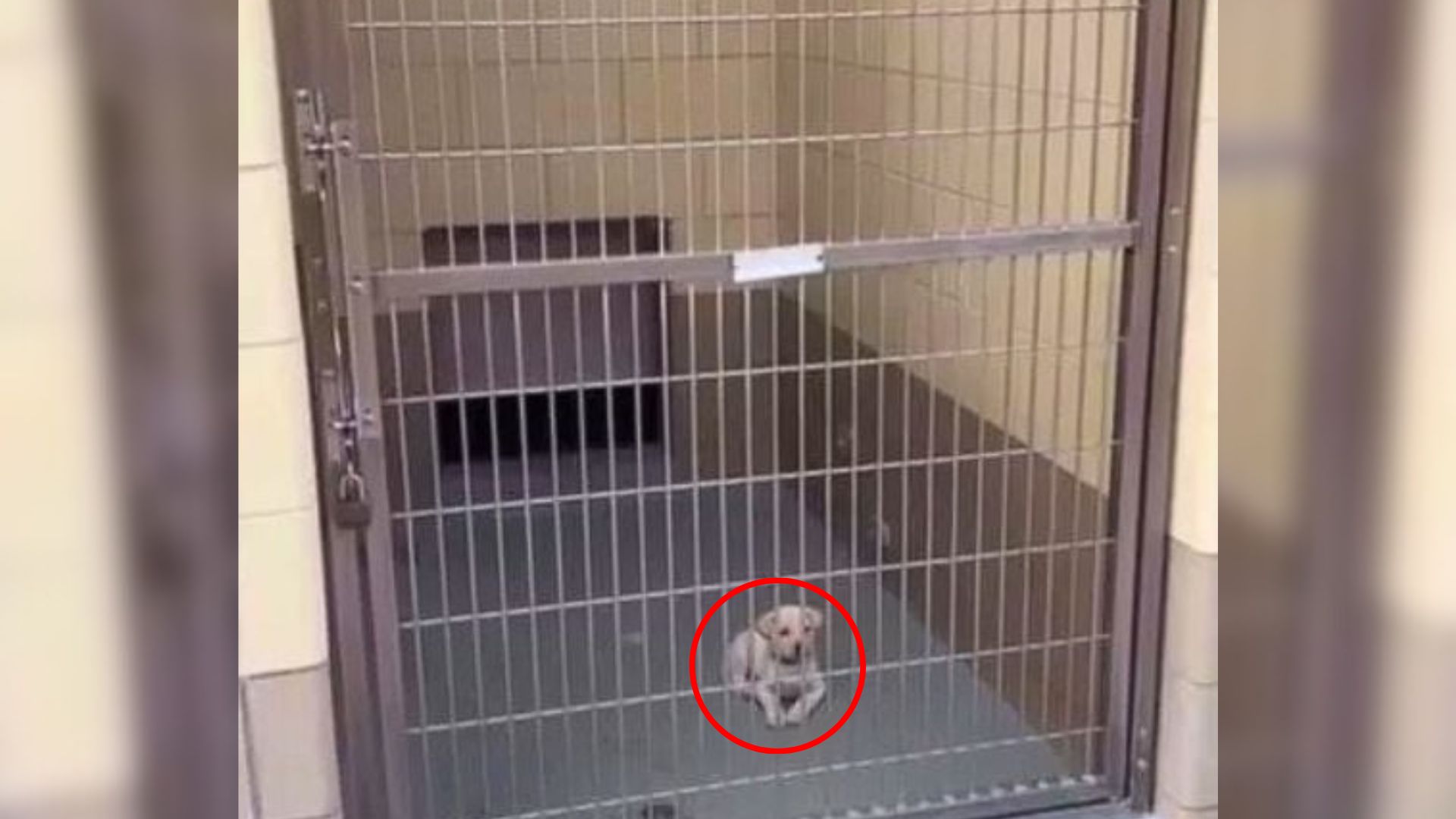 puppy in shelter