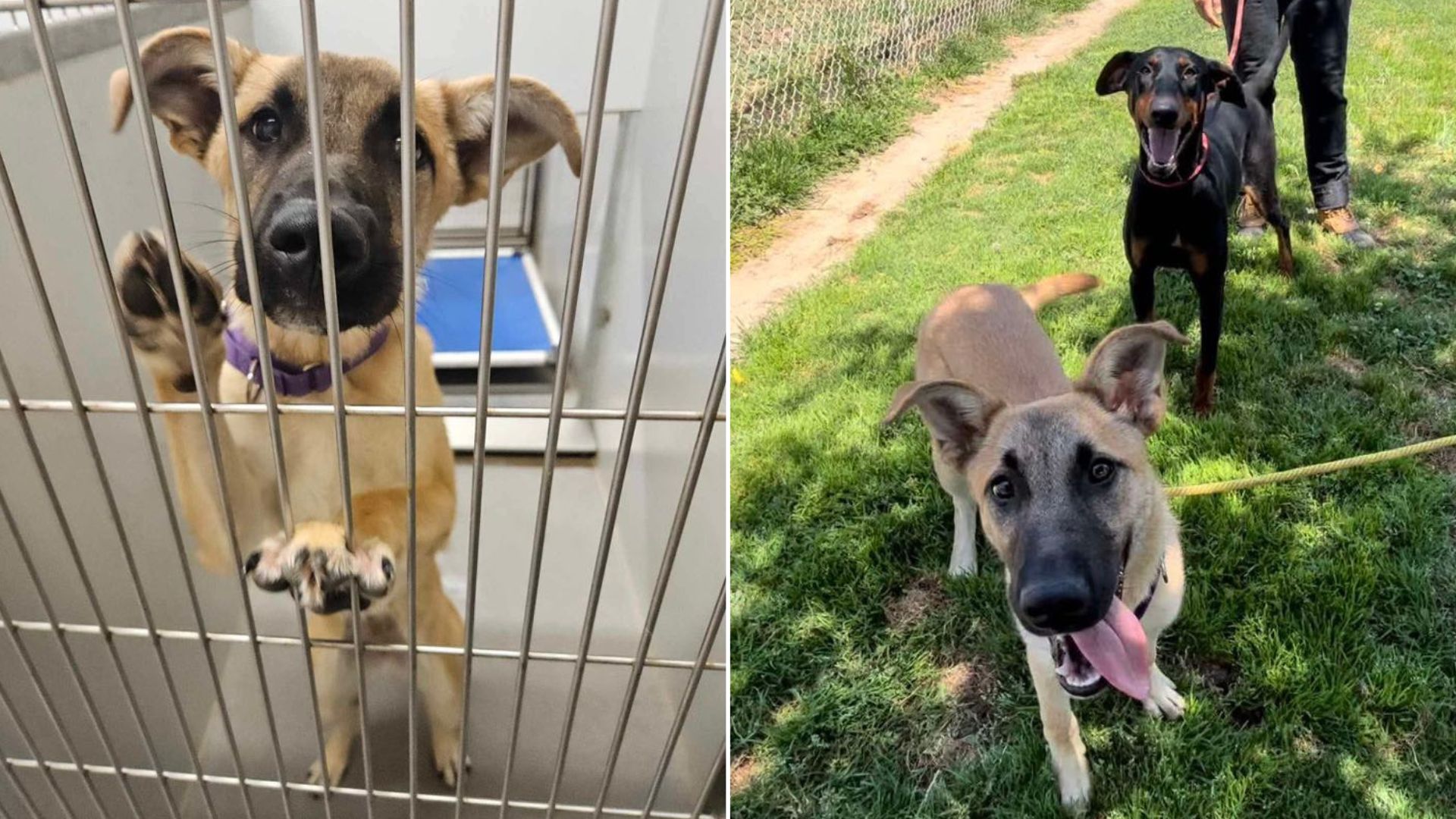 cute dog in shelter