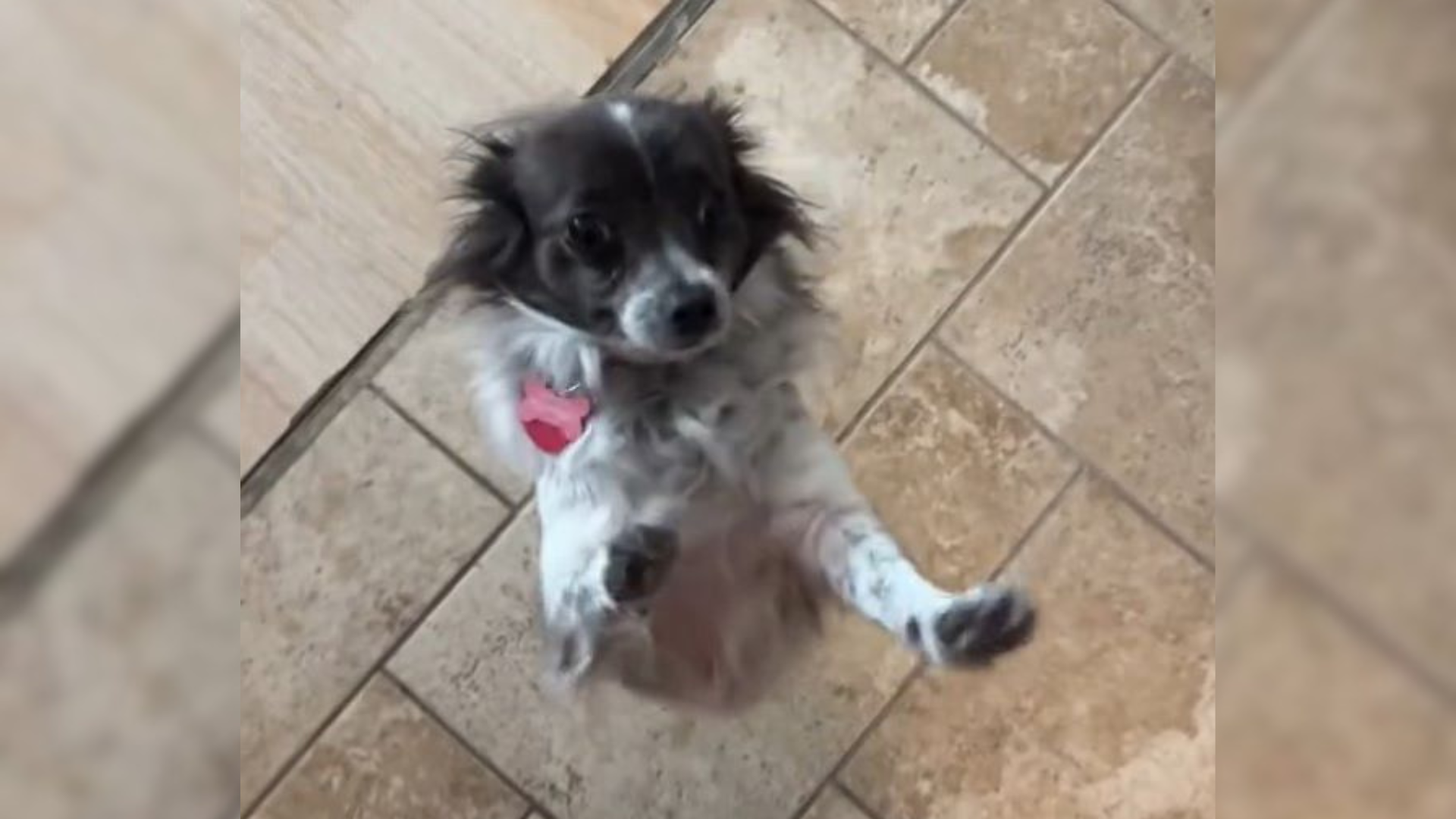 fluffy puppy jumping