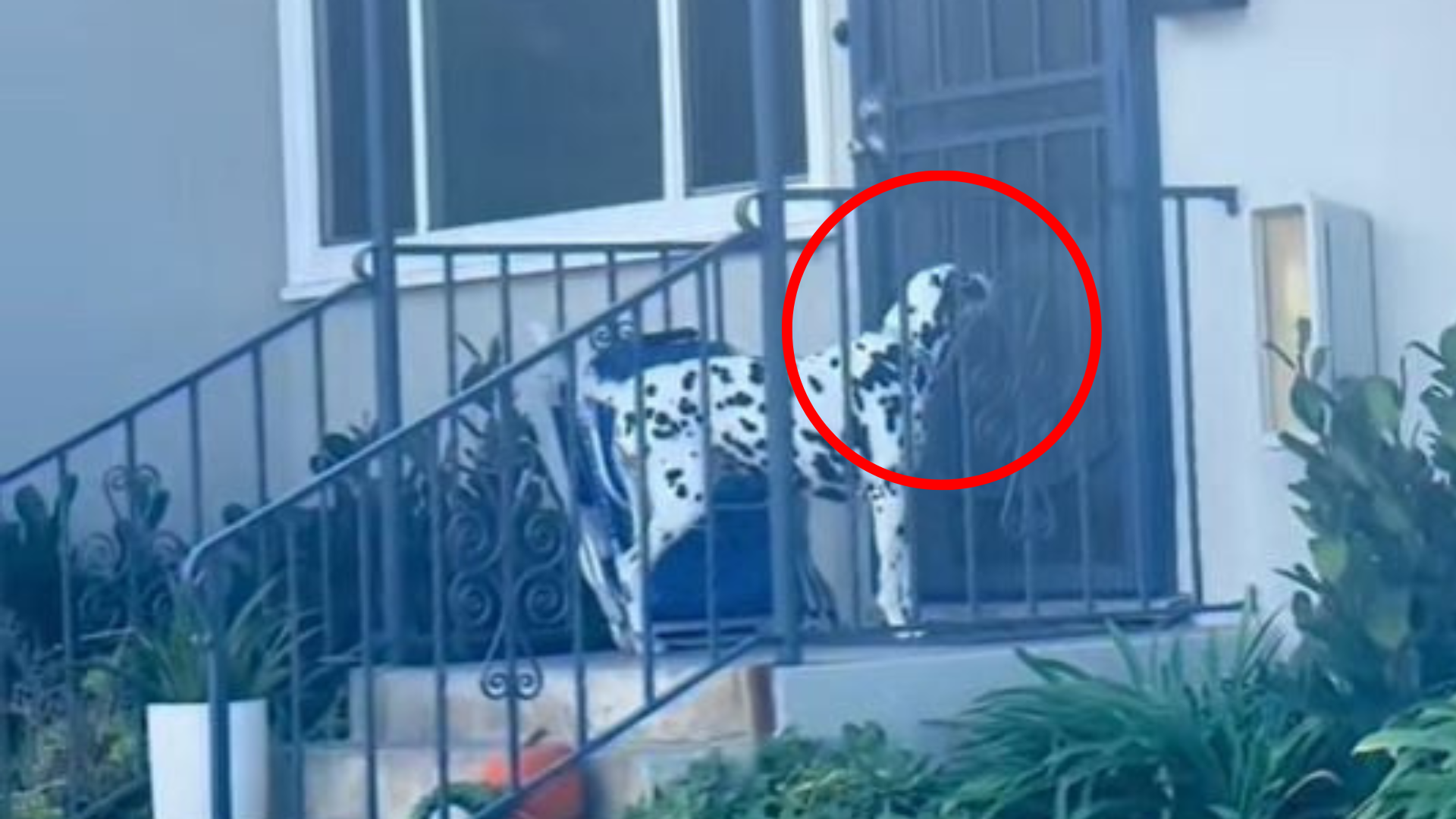 dog outside door