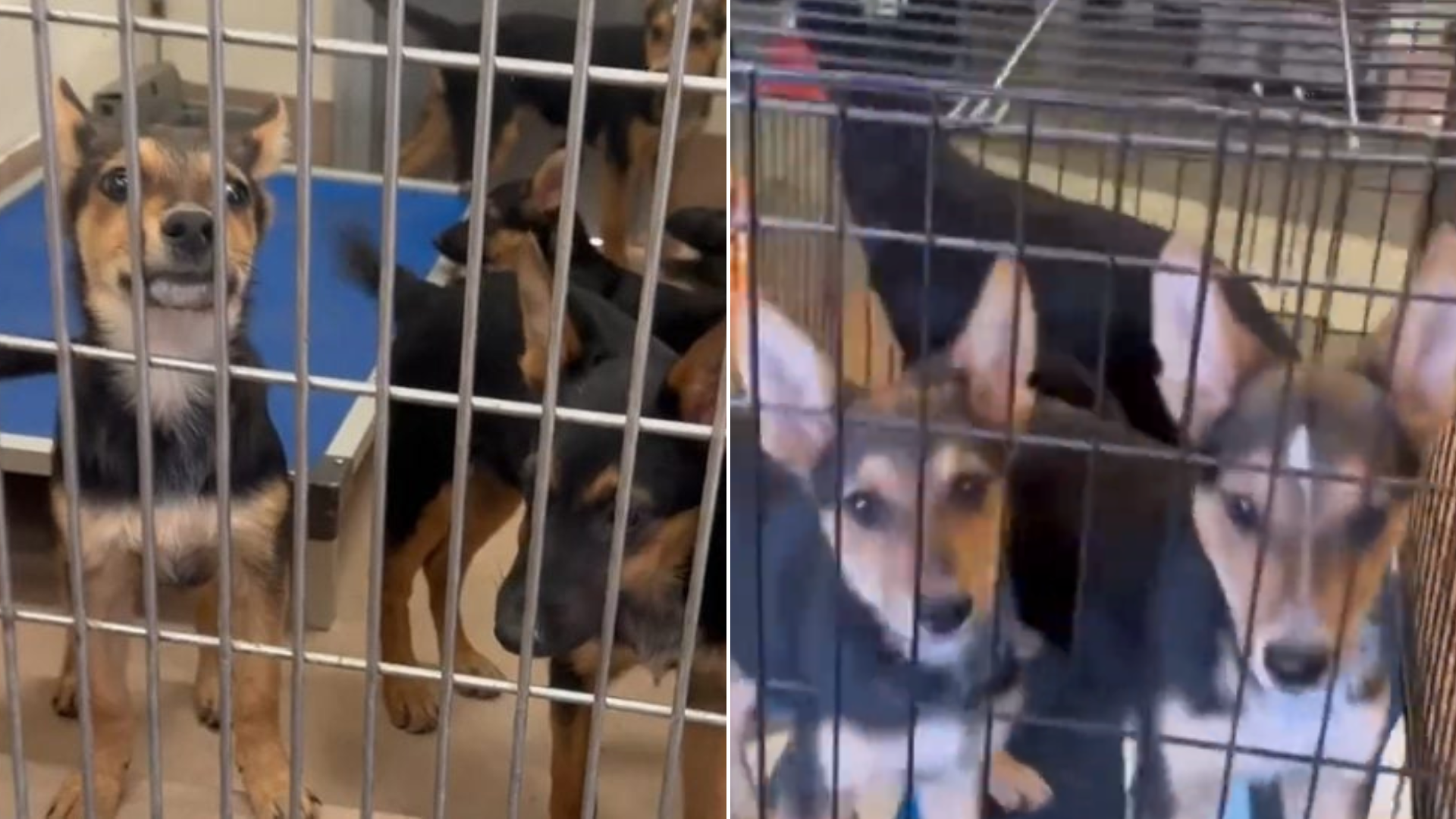 dogs in cage