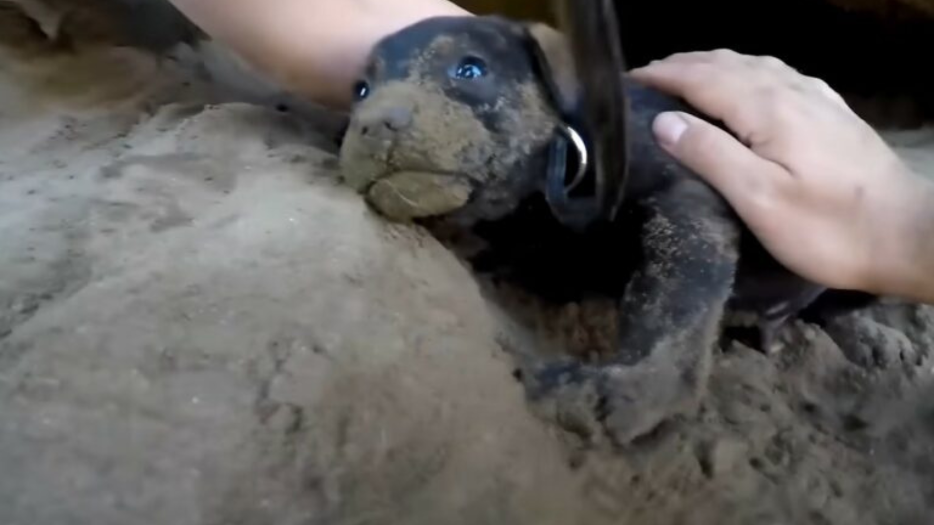 small puppy rescue