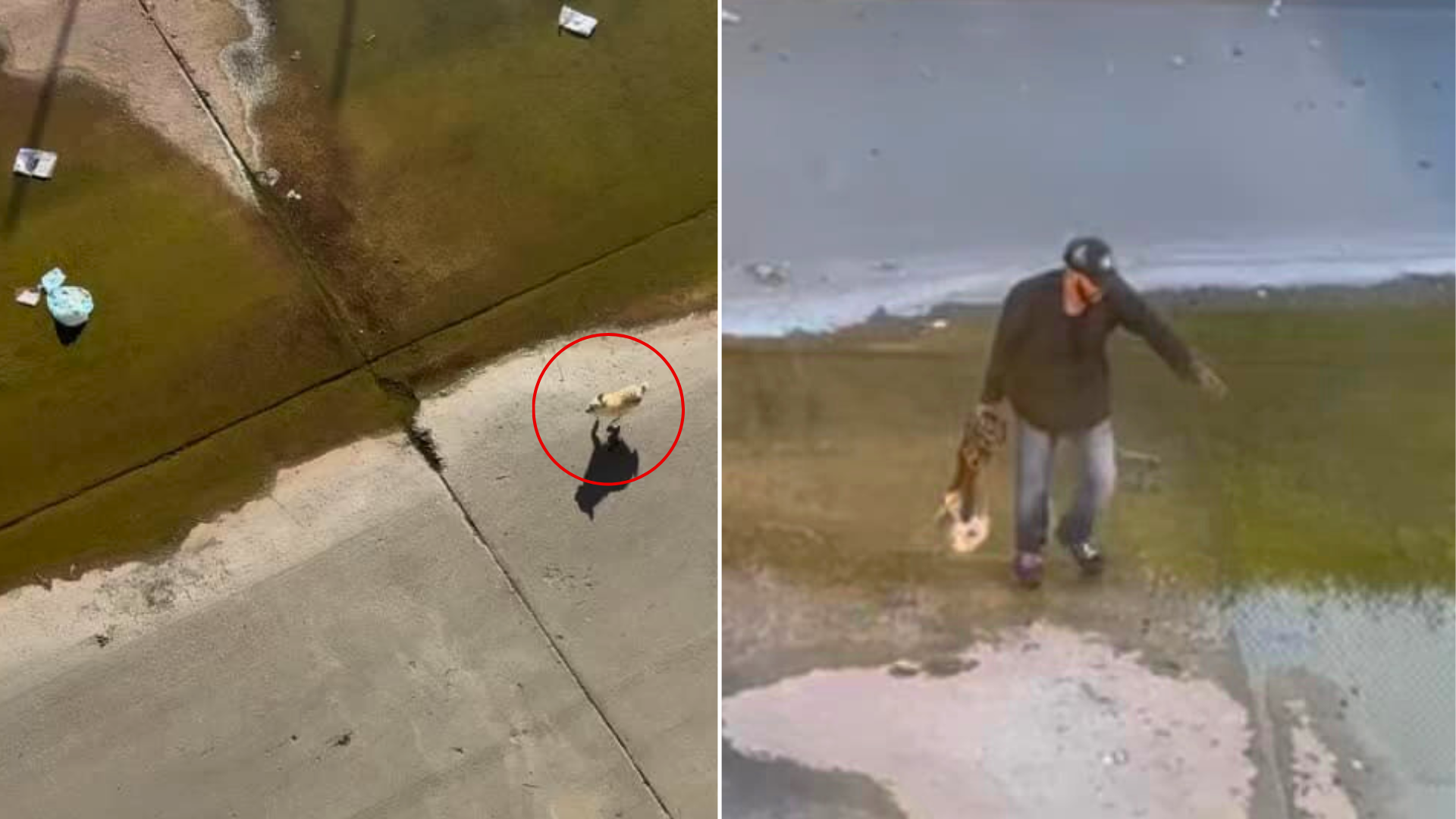 dog rescue