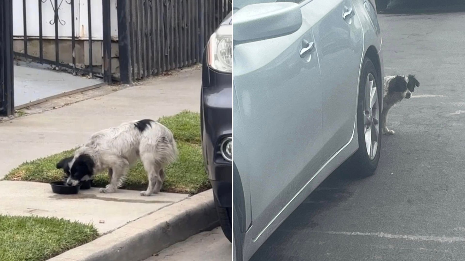 dog behind car