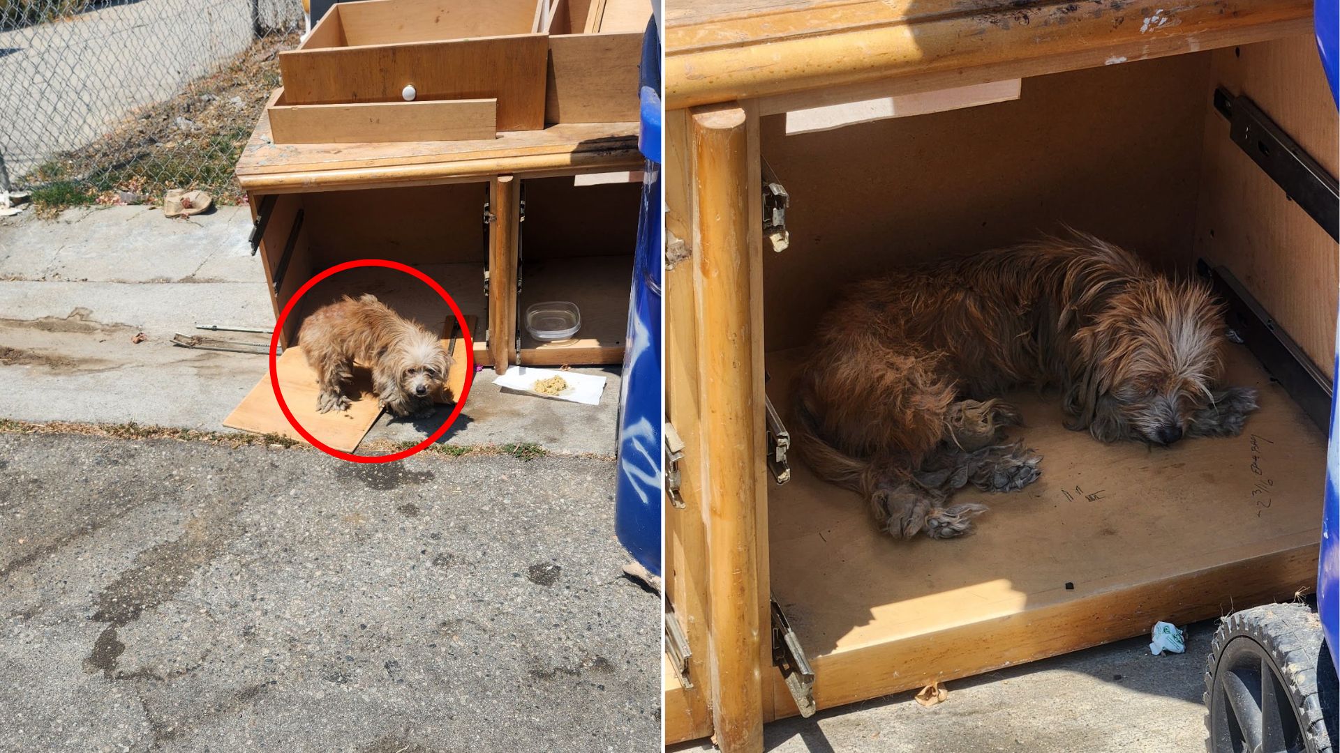 tiny dogs laying together