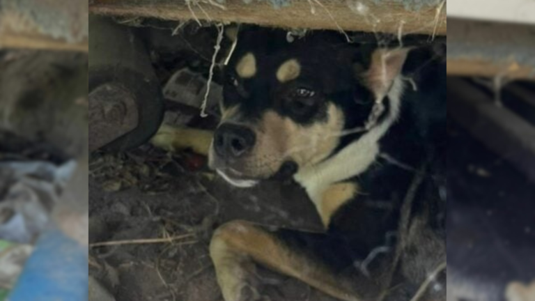 dog hiding under boat