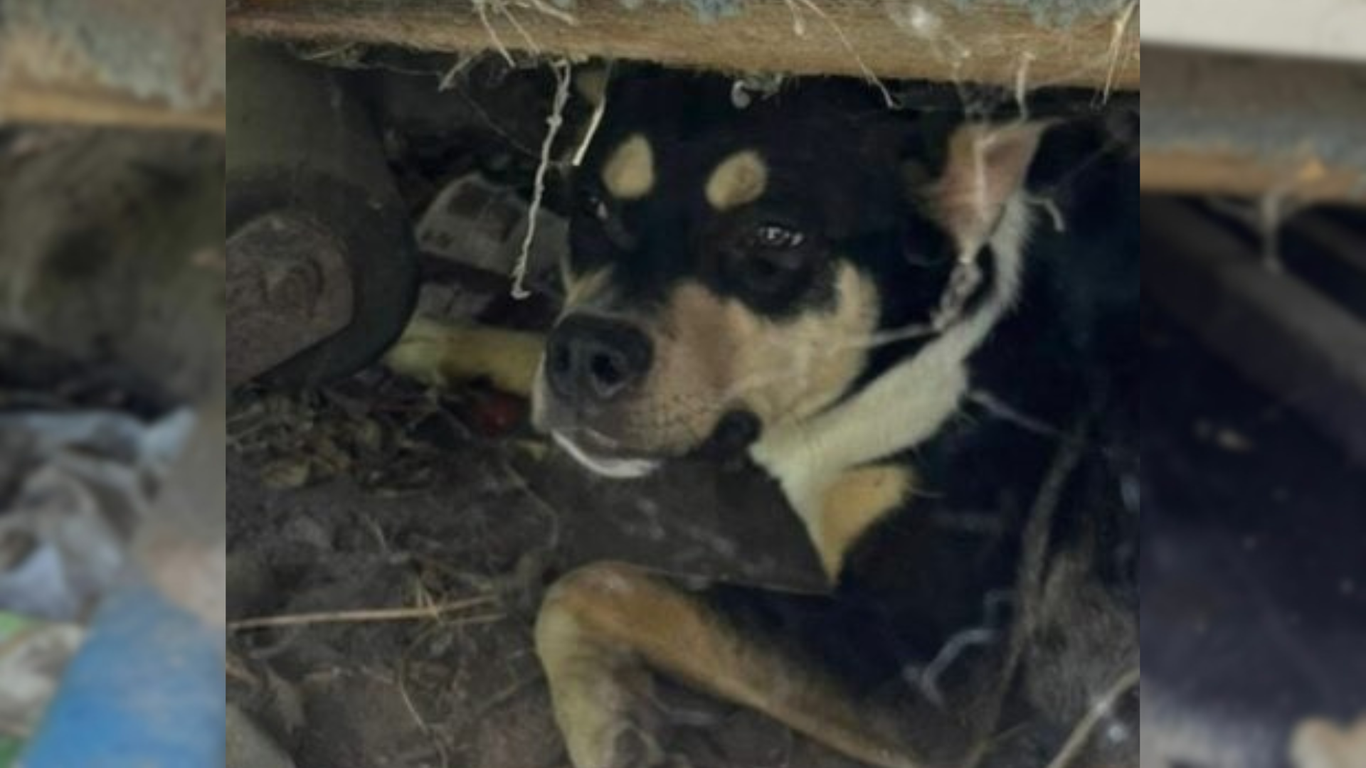 dog hiding under boat