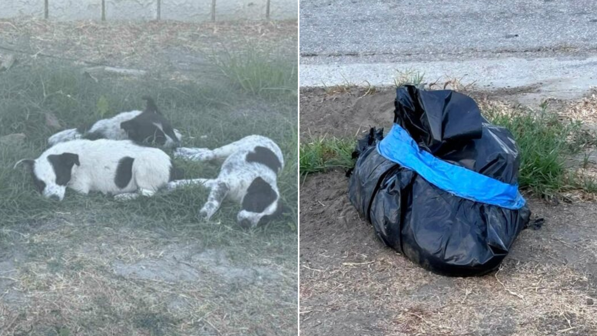 puppies and trash bag